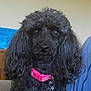 Massey Lindsay joined the competition — help win amazing prizes! animal, black_dog, canine, closeup, collar, companion, curly_fur, cute, dog, domestic_animal, friendly, furry, household, indoor, looking_at_camera, pet, pink_collar, poodle, portrait, tag
