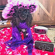 Massey Lindsay joined the competition — help win amazing prizes! dog, poodle, hat, feathered_hat, scarf, purple_scarf, pink_hat, digital_clock, red_blanket, heart_pattern, indoor, carpet, wooden_furniture, pet_accessory, cute_dog, sitting, animal, portrait, cozy, decor