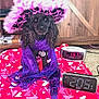 dog, poodle, hat, feathered_hat, scarf, purple_scarf, pink_hat, digital_clock, red_blanket, heart_pattern, indoor, carpet, wooden_furniture, pet_accessory, cute_dog, sitting, animal, portrait, cozy, decor