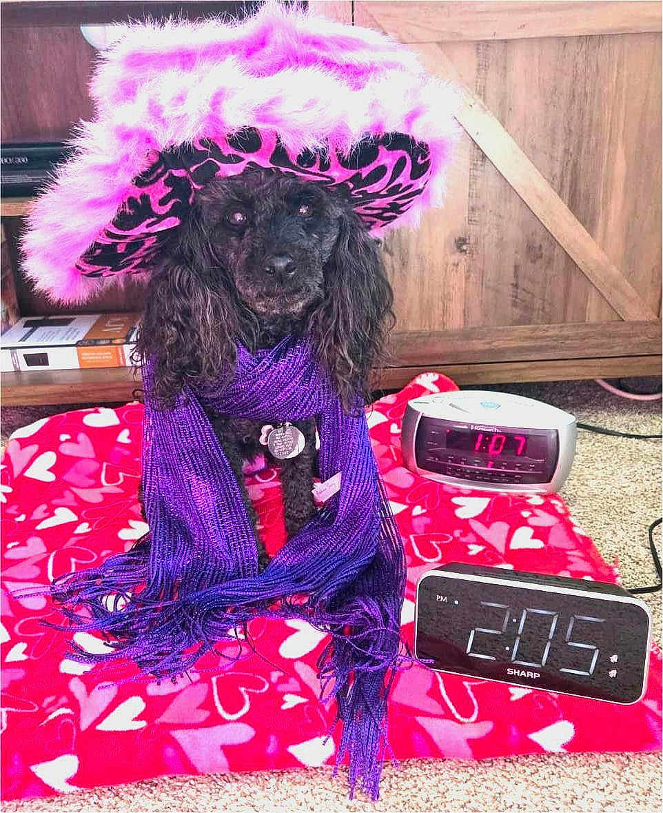 Massey Lindsay joined the competition — help win amazing prizes! dog, poodle, hat, feathered_hat, scarf, purple_scarf, pink_hat, digital_clock, red_blanket, heart_pattern, indoor, carpet, wooden_furniture, pet_accessory, cute_dog, sitting, animal, portrait, cozy, decor