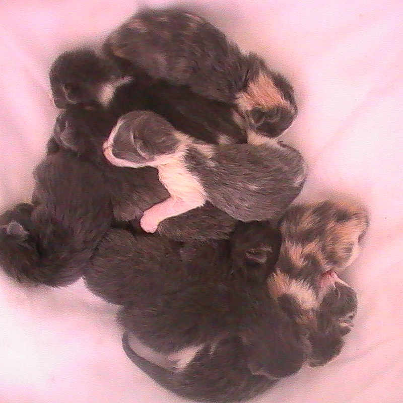 Kittens is registered to the contest to win money with this photo: animal, ball, canine, cat, cockerspaniel, dog, ferret, hamster, hound, kitten, monkey, papillon, person, pet, puppy, rabbit, rodent, sleeping, snout, terrier