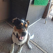 Patsy is registered to the contest to win money with this photo: dog, outdoor, floor, wicker_storage, green_mat, walking_cane, pet, animal, sitting, blurred, playful, collar, paws, sidewalk, daylight, canine, background, texture, happy, domestic