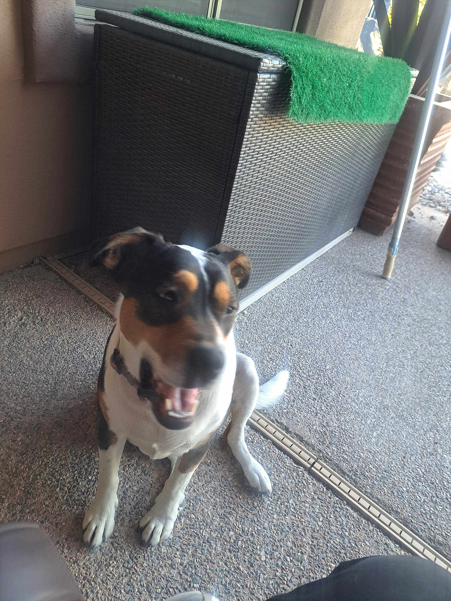 Patsy is registered to the contest to win money with this photo: dog, outdoor, floor, wicker_storage, green_mat, walking_cane, pet, animal, sitting, blurred, playful, collar, paws, sidewalk, daylight, canine, background, texture, happy, domestic