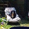 Adorable Boubou a rejoint le concours — aidez-le/la à gagner de superbes lots ! dog, lounge_chair, blanket, outdoor, garden, grass, flower, plant, sunlight, shade, fence, pet, relaxing, canine, nature, daylight, yard, summer, resting, backyard