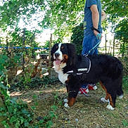 Adorable Boubou participe au concours pour gagner de l'argent avec cette photo : dog, bernese_mountain_dog, harness, leash, man, person, outdoor, trees, greenery, grass, walking, nature, sunlight, casual_clothing, shoes, happy_dog, pet, animal, summer, shade