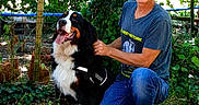 Adorable Boubou a rejoint le concours — aidez-le/la à gagner de superbes lots ! man, dog, bernese_mountain_dog, outdoor, greenery, fence, chicken, grass, leaves, tree, person, pet, animal, harness, casual_clothing, sneakers, nature, sunlight, kneeling, happy_dog