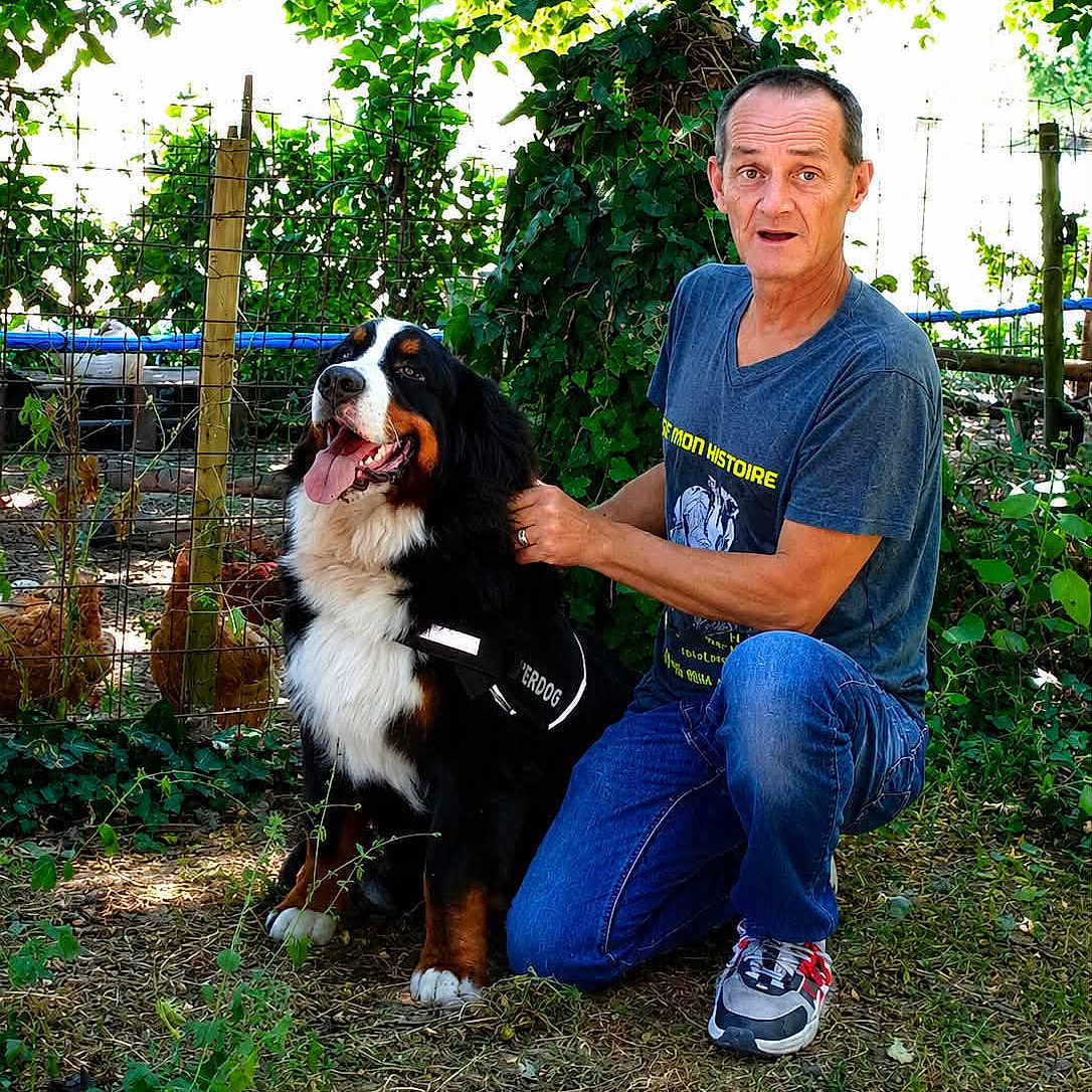 Adorable Boubou a rejoint le concours — aidez-le/la à gagner de superbes lots ! man, dog, bernese_mountain_dog, outdoor, greenery, fence, chicken, grass, leaves, tree, person, pet, animal, harness, casual_clothing, sneakers, nature, sunlight, kneeling, happy_dog