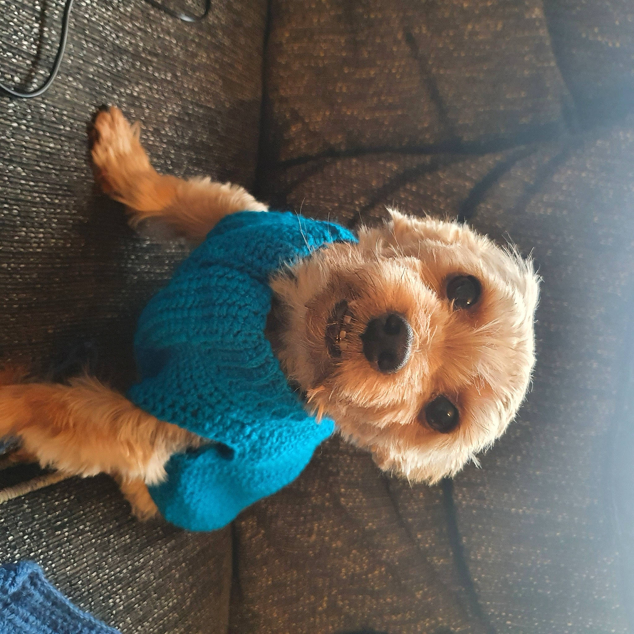 Gizmo is registered to the contest to win money with this photo: carnivore, comfort, companion_dog, dog, dog_breed, dog_clothes, dog_supply, fawn, fur, goggles, plush, small_terrier, sporting_group, stuffed_toy, sunglasses, tail, terrier, toy, toy_dog, working_animal