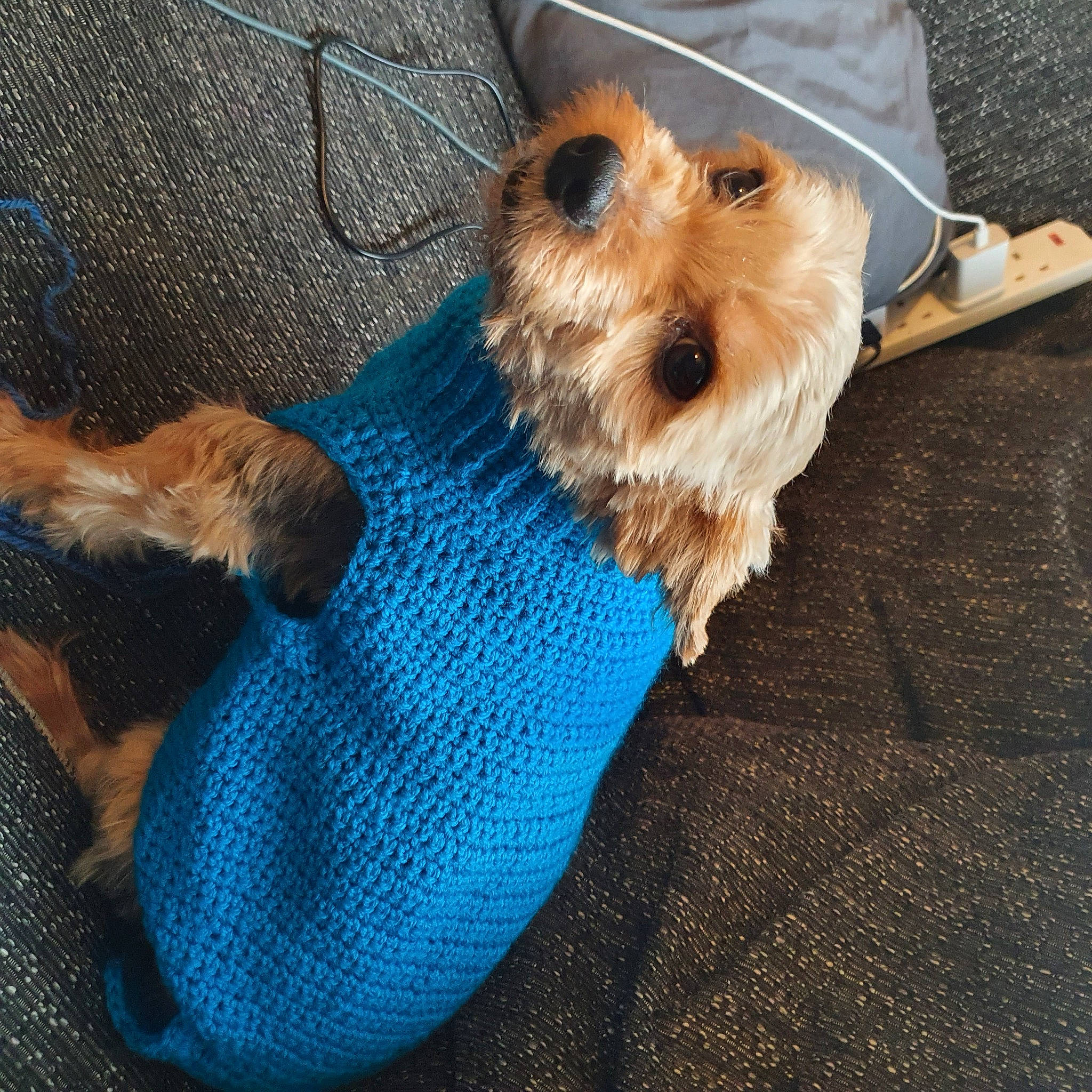 Gizmo is registered to the contest to win money with this photo: canidae, carnivore, collar, companion_dog, dog, dog_breed, dog_clothes, dog_collar, dog_supply, electric_blue, fashion_accessory, fawn, flooring, fur, pet_supply, small_terrier, snout, sporting_group, toy_dog, working_animal