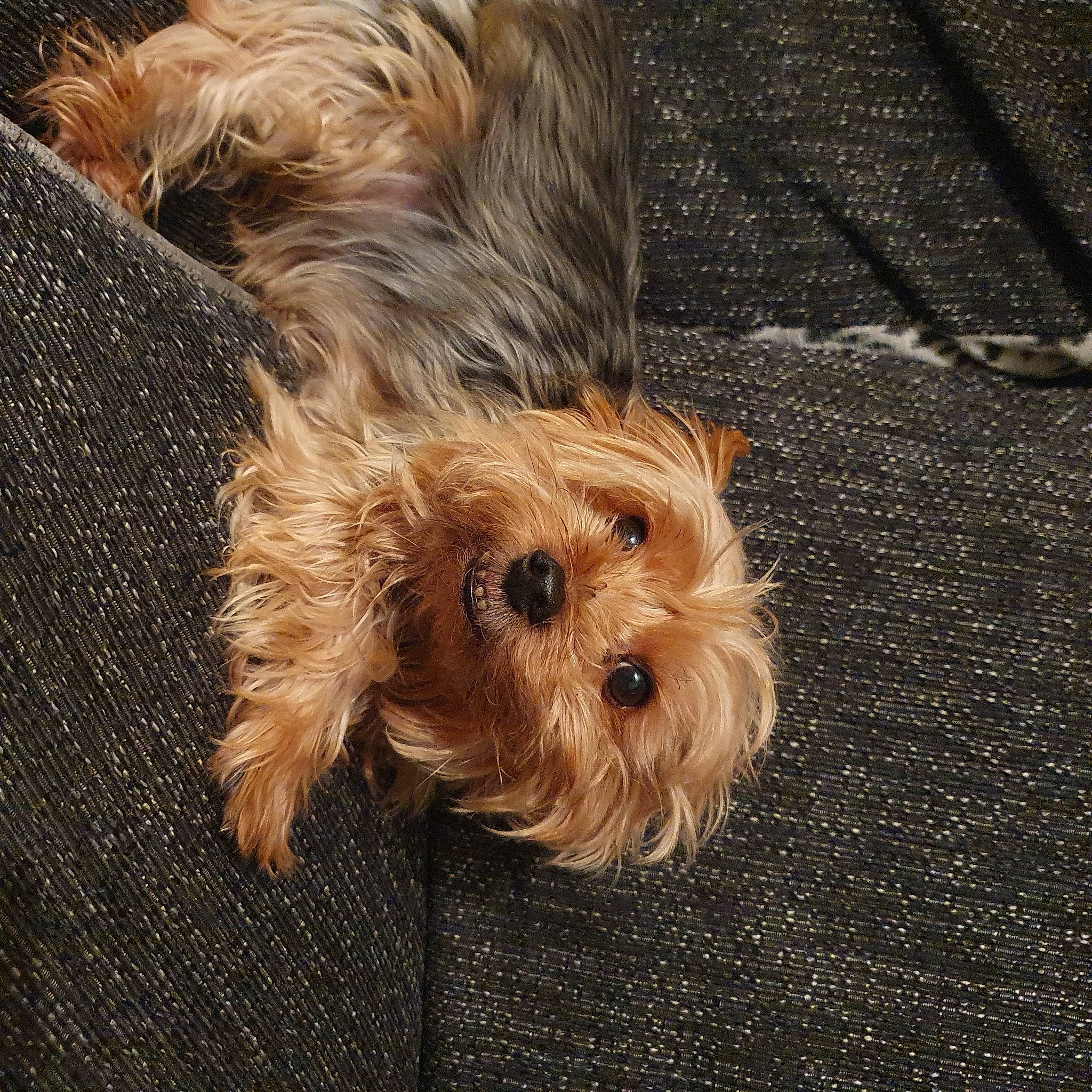 Gizmo joined the competition — help win amazing prizes! canidae, carnivore, companion_dog, dog, dog_breed, fawn, flooring, fur, liver, maltepoo, road_surface, small_terrier, snout, sporting_group, terrier, toy_dog, water_dog, wood, working_animal, yorkipoo