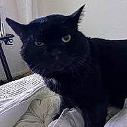 Zorro a rejoint le concours — aidez-le/la à gagner de superbes lots ! black_cat, cat, pet, indoor, bed, blanket, comforter, white, furniture, wall, animal, whiskers, ears, close_up, portrait, domestic_cat, cozy, household, feline, fur