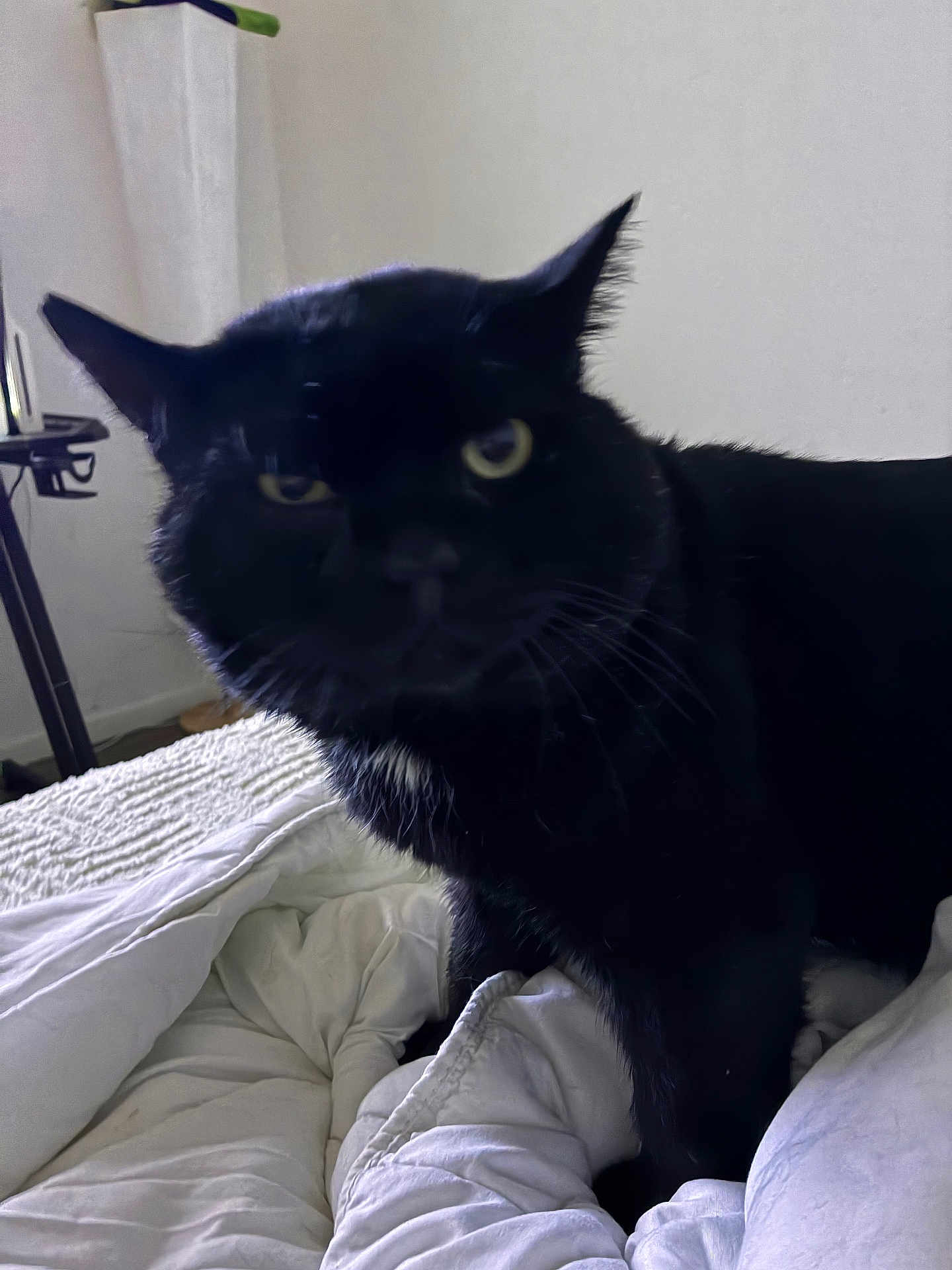 Zorro a rejoint le concours — aidez-le/la à gagner de superbes lots ! black_cat, cat, pet, indoor, bed, blanket, comforter, white, furniture, wall, animal, whiskers, ears, close_up, portrait, domestic_cat, cozy, household, feline, fur