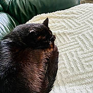 Grizzly participe au concours pour gagner de l'argent avec cette photo : cat, black_cat, sleeping, curled_up, blanket, white_blanket, leather_couch, green_couch, fur, pet, resting, cozy, indoor, feline, animal, cute, quiet, home, relaxation, nap