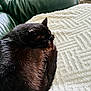 cat, black_cat, sleeping, curled_up, blanket, white_blanket, leather_couch, green_couch, fur, pet, resting, cozy, indoor, feline, animal, cute, quiet, home, relaxation, nap