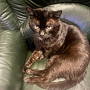 Grizzly participe au concours pour gagner de l'argent avec cette photo : animal, black_cat, cat, closeup, cozy, domestic_animal, ears, feline, fur, home, indoor, leather_chair, looking_up, pet, portrait, relaxed, resting, seated, tail, whiskers