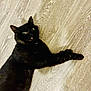 black_cat, cat, pet, animal, indoor, floor, wood_floor, fur, whiskers, ears, eyes, mouth, lying_down, surprised_expression, domestic_cat, mammal, cute, playful, resting, house_pet