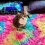 cat, tabby_cat, fluffy_rug, rainbow_colors, colorful, pillow, gaming_controller_design, hexagon_pattern, bed, indoor, pet, animal, curious, sitting, furniture, cozy, soft_texture, home, cute, domestic_cat