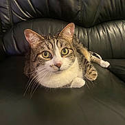 Minouche participe au concours pour gagner de l'argent avec cette photo : animal, cat, closeup, comfortable, cute, domestic_animal, feline, fur, indoor, leather_couch, looking, mammal, paws, pet, relaxed, resting, sitting, tabby_cat, whiskers, yellow_eyes