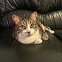animal, cat, closeup, comfortable, cute, domestic_animal, feline, fur, indoor, leather_couch, looking, mammal, paws, pet, relaxed, resting, sitting, tabby_cat, whiskers, yellow_eyes