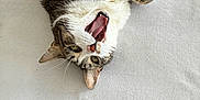 Minouche a rejoint le concours — aidez-le/la à gagner de superbes lots ! cat, tabby, pet, animal, feline, lying_down, yawning, tongue, teeth, white_background, indoor, cute, fur, whiskers, ears, paws, relaxed, expression, home, sleepy