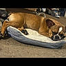 Blessings is registered to the contest to win money with this photo: dog, sleeping, pet_bed, brown_dog, indoor, carpet, resting, animal, canine, cozy, relaxed, paw, ear, snout, fur, home, quiet, comfort, closeup, napping