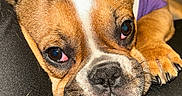 Blessings is registered to the contest to win money with this photo: dog, french_bulldog, pet, close_up, resting, sleepy, brown_fur, white_marking, black_nose, paw, ear, couch, indoor, purple_clothing, wrinkled_face, canine, animal, cute, domestic_animal, companion
