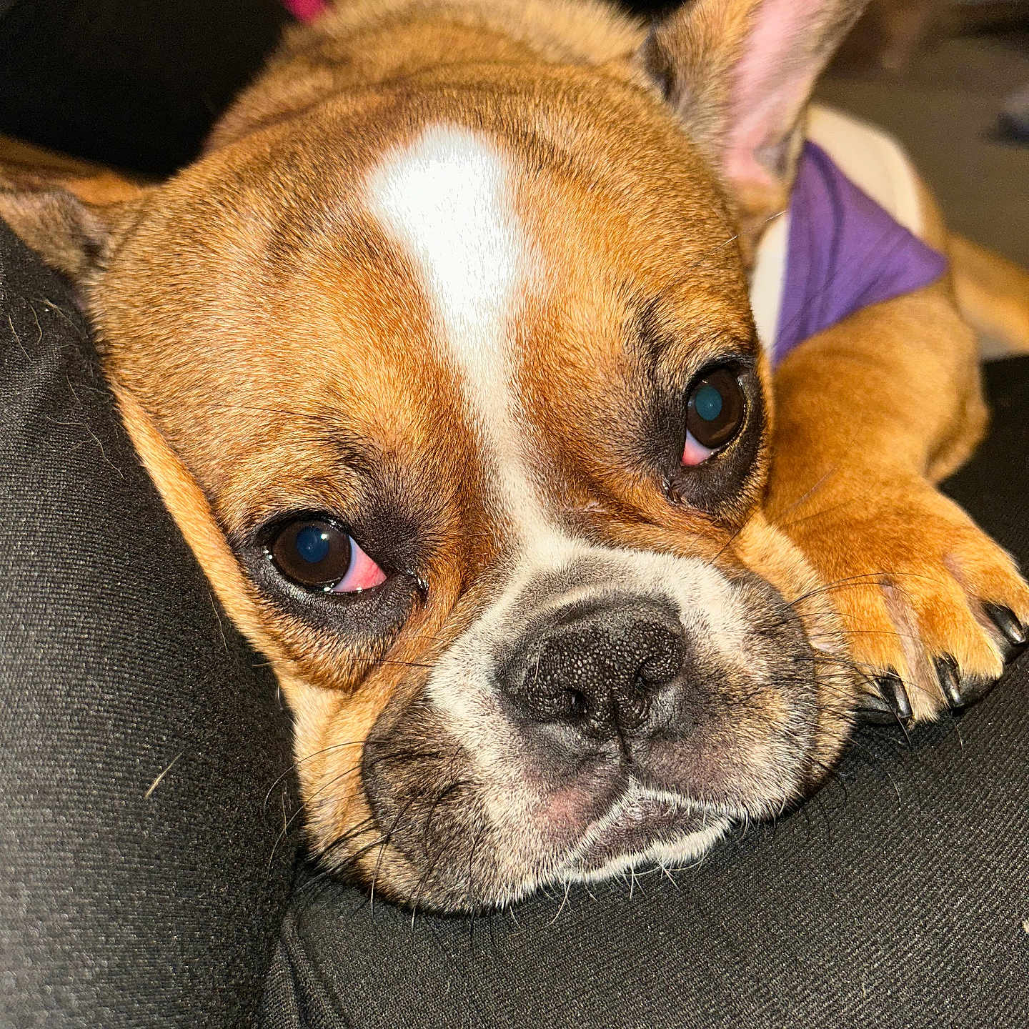 Blessings is registered to the contest to win money with this photo: dog, french_bulldog, pet, close_up, resting, sleepy, brown_fur, white_marking, black_nose, paw, ear, couch, indoor, purple_clothing, wrinkled_face, canine, animal, cute, domestic_animal, companion