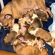 Blessings joined the competition — help win amazing prizes! animal, blanket, brown, cardboard_box, cozy, cute, dog, family, fur, indoor, mother_dog, newborn, pet, pile, puppies, resting, sleeping, snuggling, white, young