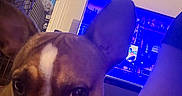 Blessings is registered to the contest to win money with this photo: arm, blue_light, brown, canine, close_up, couch, curious, dog, ear, face, furniture, indoor, living_room, person, pet, room, technology, television, watching, white_marking