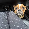 Blessings joined the competition — help win amazing prizes! black_pants, black_shoes, brown_dog, car_interior, close_up, companion, curious, cute, dog, floor_mat, indoor, legs, looking_up, pants, patterned_clothing, pet, seat, shoes, waiting, white_markings