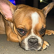Blessings is registered to the contest to win money with this photo: dog, brown_dog, white_markings, lying_down, close_up, ears, paws, sleepy, tired, pet, animal, canine, indoor, dark_background, blurry_background, floor, portrait, muzzle, face, expression