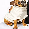 Blessings is registered to the contest to win money with this photo: dog, french_bulldog, white_sweater, pet, cute, table, hand, person, studio, portrait, animal, brown, white_background, cozy, fashion, canine, sitting, domestic_animal, friendly, adorable