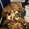 Blessings joined the competition — help win amazing prizes! animal, box, brown, canine, cozy, cute, dog, family, fur, indoors, mother_dog, newborn, pet, pile, puppies, resting, sleeping, snuggling, warm, young