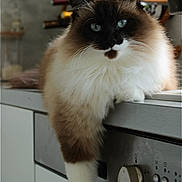 Tia a rejoint le concours — aidez-le/la à gagner de superbes lots ! cat, fluffy, blue_eyes, kitchen, countertop, relaxed, domestic, indoor, pet, feline, long_hair, white_paws, brown_and_white, close_up, laying, household, appliance, knob, lazy, domineering