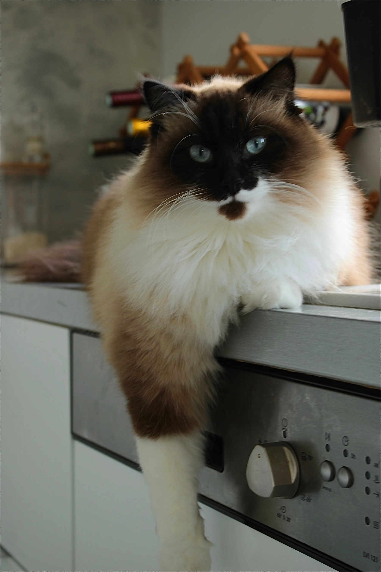 Tia a rejoint le concours — aidez-le/la à gagner de superbes lots ! cat, fluffy, blue_eyes, kitchen, countertop, relaxed, domestic, indoor, pet, feline, long_hair, white_paws, brown_and_white, close_up, laying, household, appliance, knob, lazy, domineering
