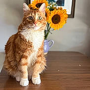 Zombie is registered to the contest to win money with this photo: cat, orange_cat, white_paws, green_eyes, fluffy_fur, table, wooden_table, sunflowers, flower_vase, yellow_flowers, indoor, houseplant, portrait, pet, curious, sitting, feline, domestic_animal, decor, background