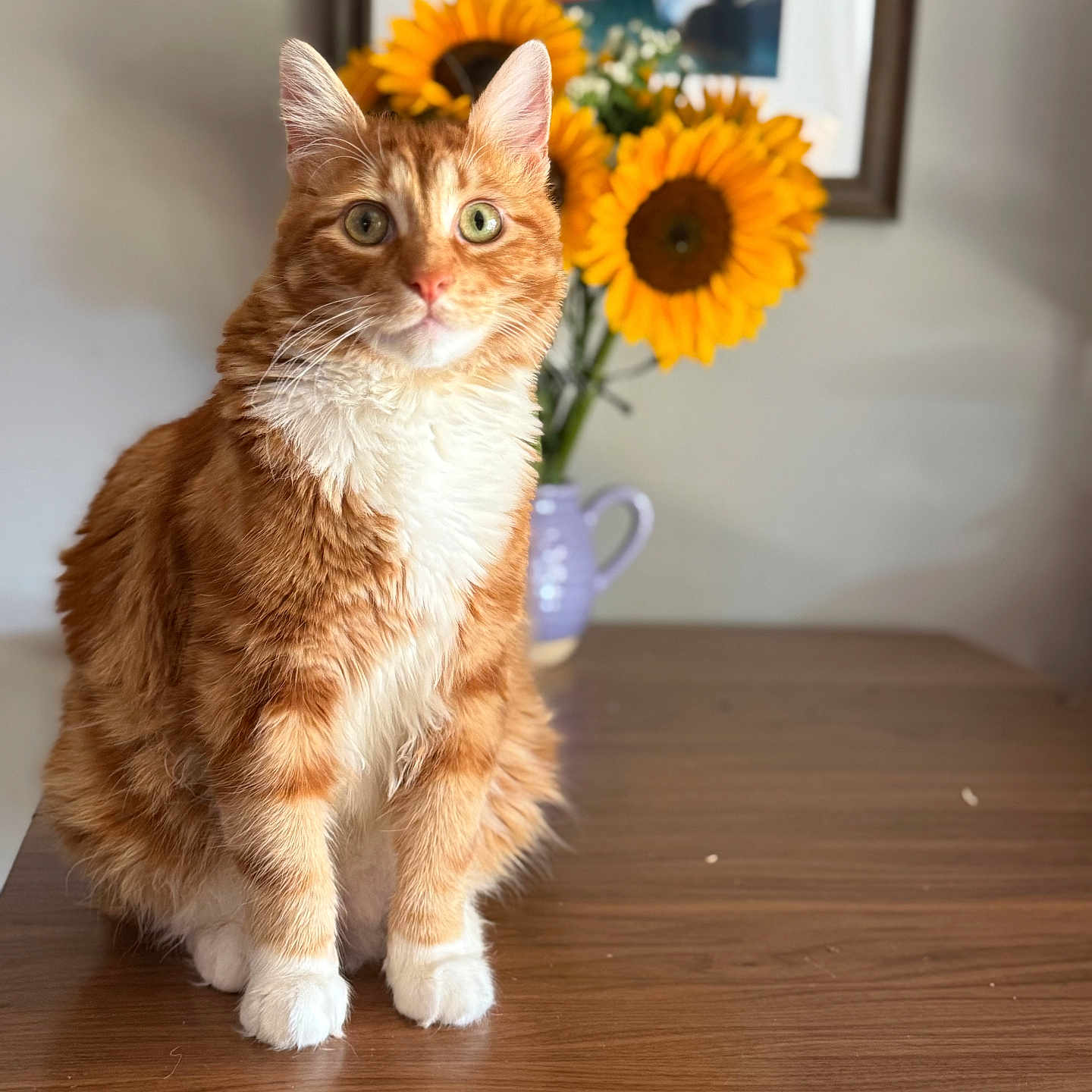 Zombie is registered to the contest to win money with this photo: background, cat, curious, decor, domestic_animal, feline, flower_vase, fluffy_fur, green_eyes, houseplant, indoor, orange_cat, pet, portrait, sitting, sunflowers, table, white_paws, wooden_table, yellow_flowers