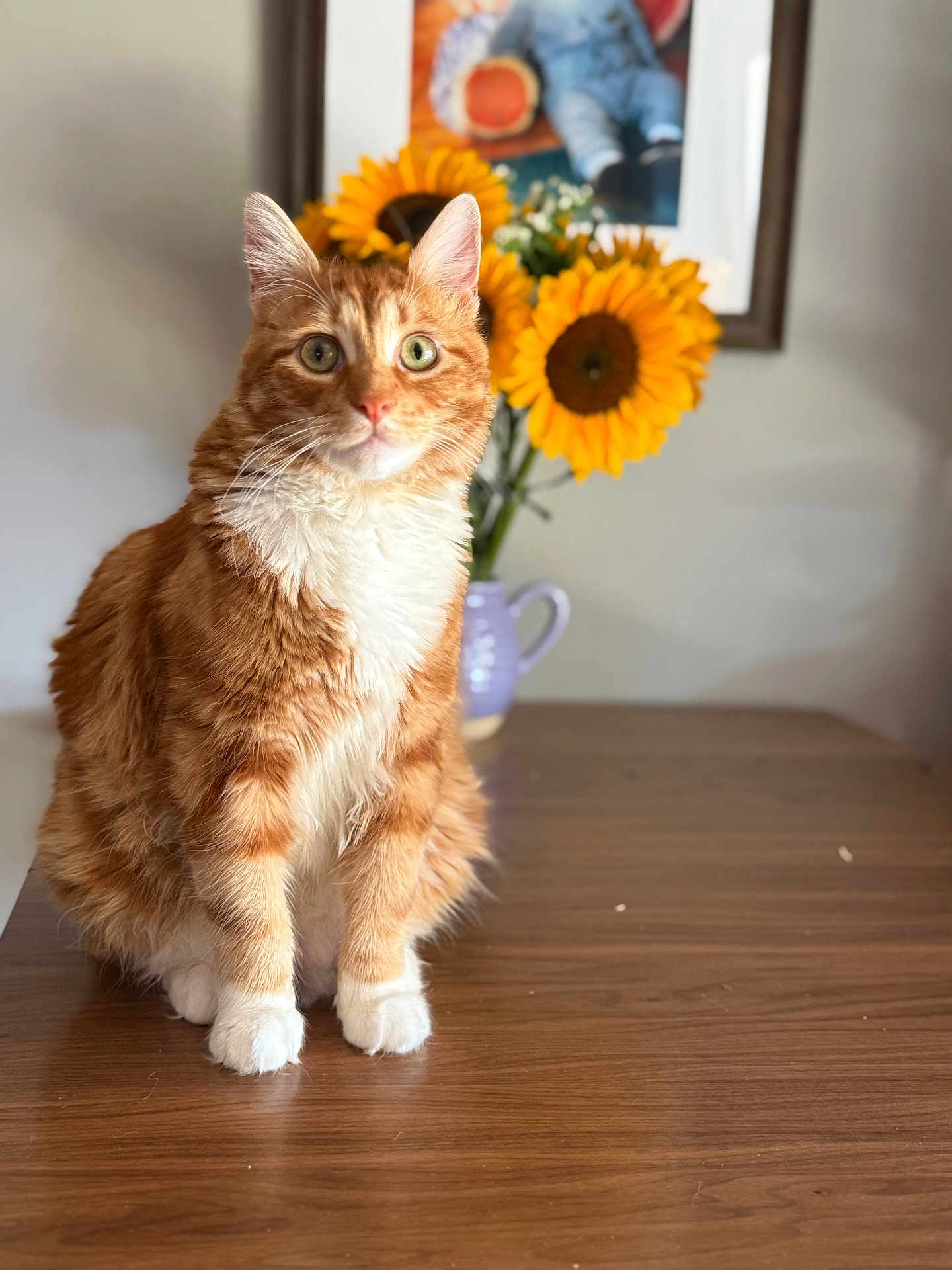 Zombie is registered to the contest to win money with this photo: cat, orange_cat, white_paws, green_eyes, fluffy_fur, table, wooden_table, sunflowers, flower_vase, yellow_flowers, indoor, houseplant, portrait, pet, curious, sitting, feline, domestic_animal, decor, background