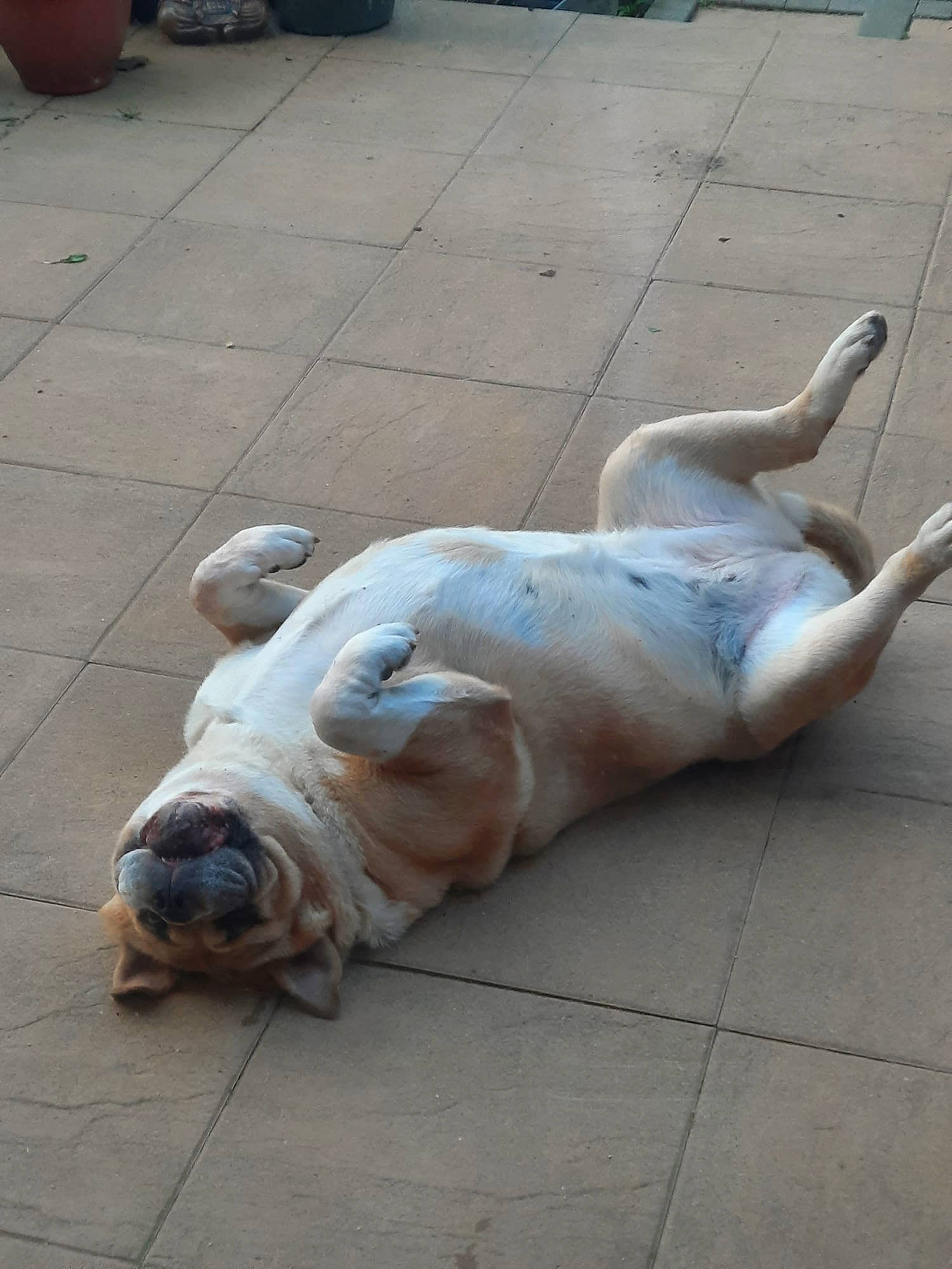 Jessie joined the competition — help win amazing prizes! art, asphalt, canidae, carnivore, companion_dog, concrete, dog, dog_breed, fawn, flooring, flowerpot, road_surface, sculpture, sidewalk, snout, sporting_group, terrestrial_animal, wood, working_animal, wrinkle