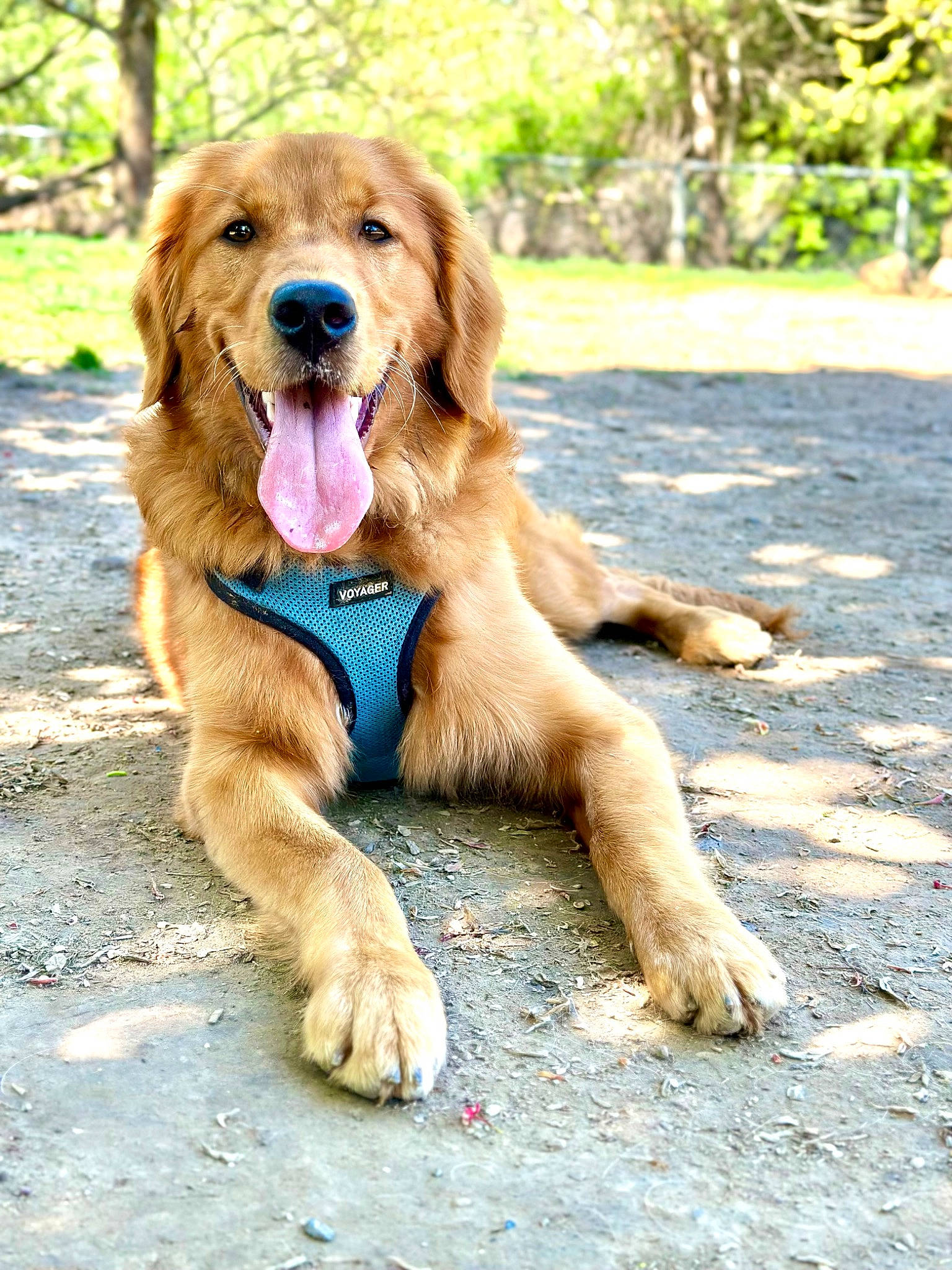 Josephine is registered to the contest to win money with this photo: canidae, carnivore, companion_dog, dog, dog_breed, fawn, liver, paw, plant, retriever, road_surface, soil, sporting_group, tree, walking, working_animal, working_dog