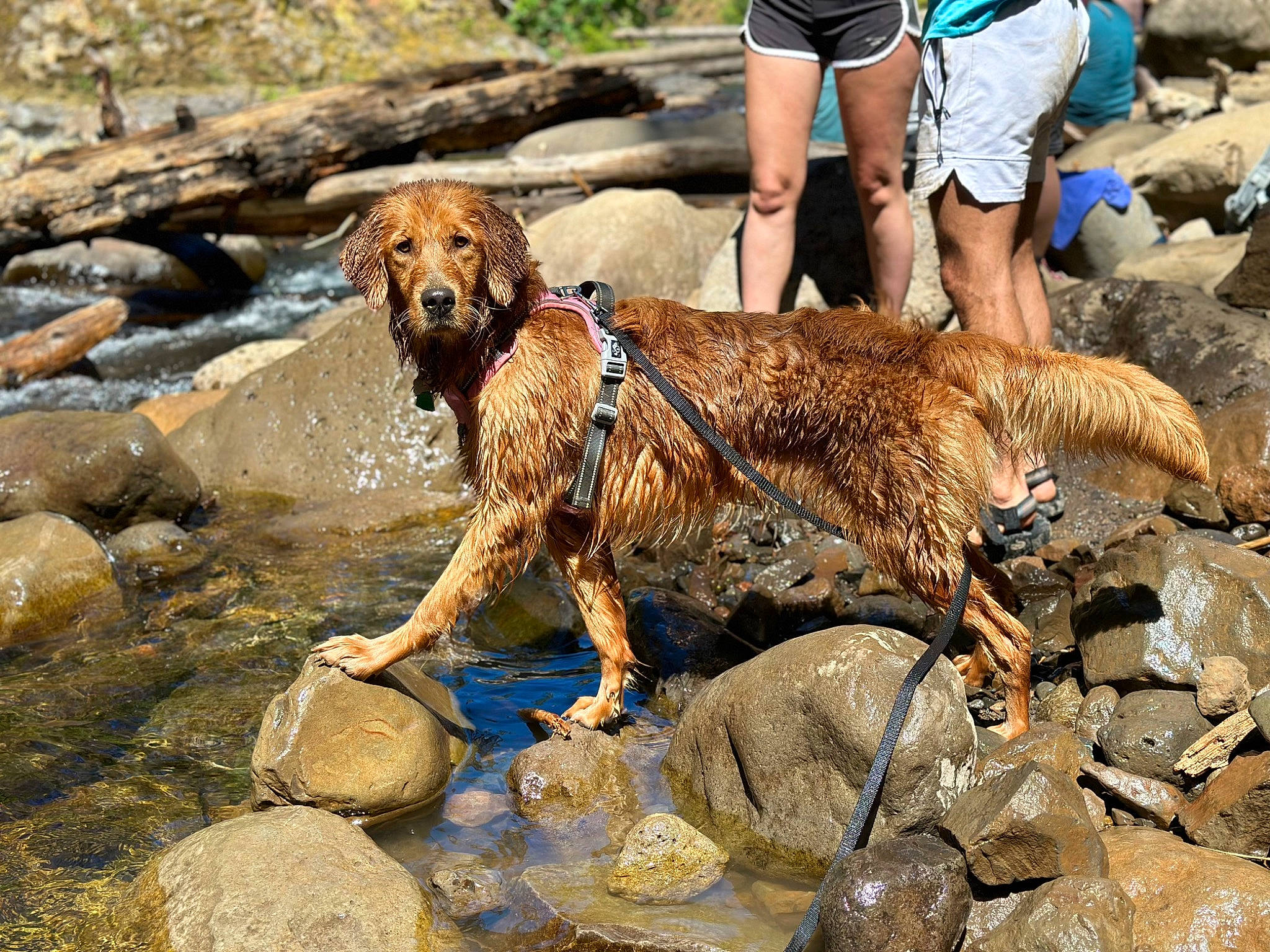 Josephine is registered to the contest to win money with this photo: adventure, canidae, carnivore, companion_dog, dog, dog_breed, dog_hiking, fawn, gun_dog, hunting_dog, leash, retriever, rock, shorts, soil, sporting_group, walking, water, working_animal