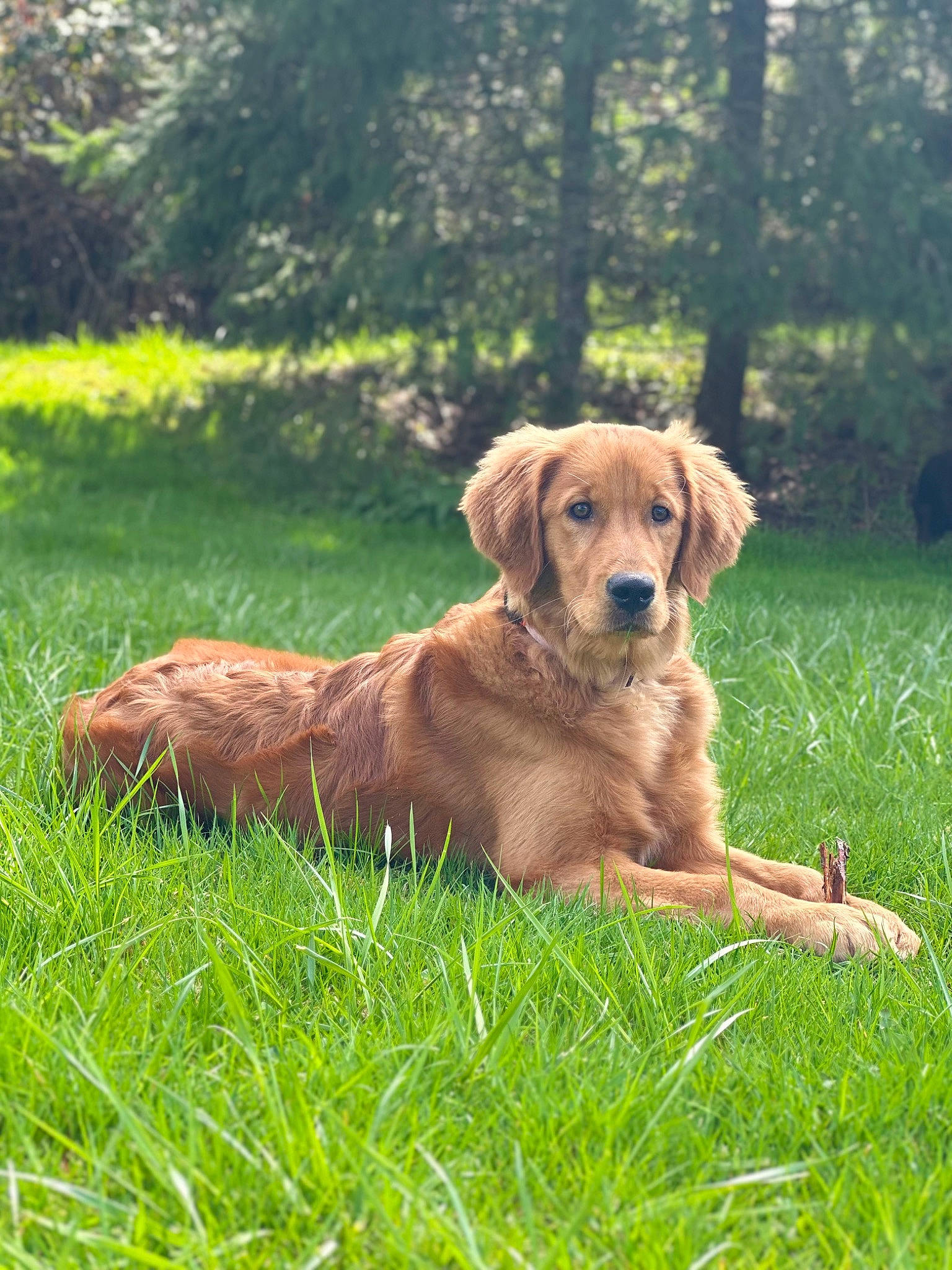 Josephine is registered to the contest to win money with this photo: canidae, carnivore, collar, companion_dog, dog, dog_breed, dog_collar, fawn, grass, gun_dog, labrador_retriever, liver, plant, retriever, sporting_group, tail, terrestrial_animal, tree, wildlife, working_animal