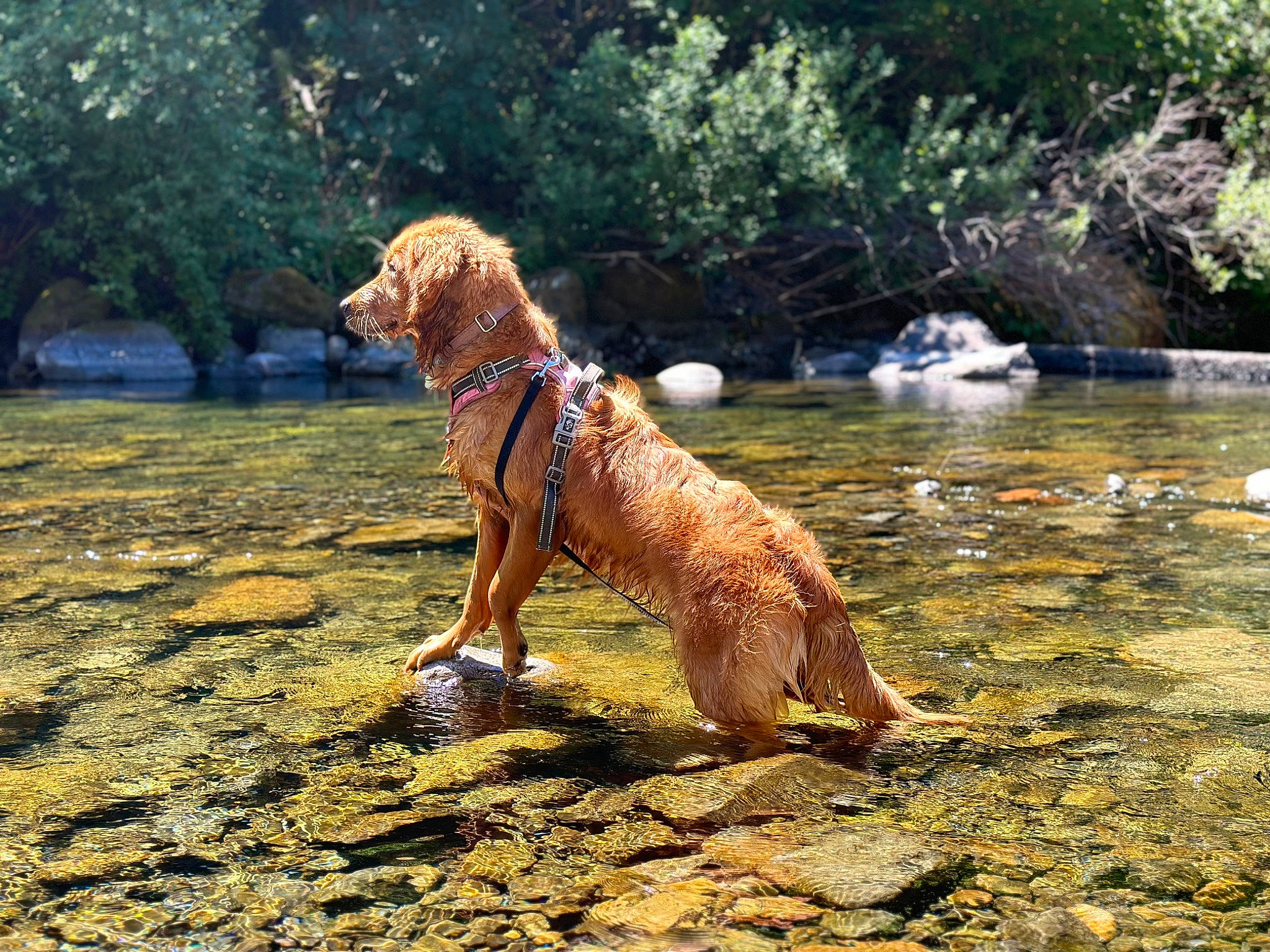 Josephine joined the competition — help win amazing prizes! canidae, carnivore, companion_dog, dog, dog_breed, fawn, gun_dog, lake, people_in_nature, plant, recreation, retriever, soil, sporting_group, stream, tail, tree, water, wood, working_animal