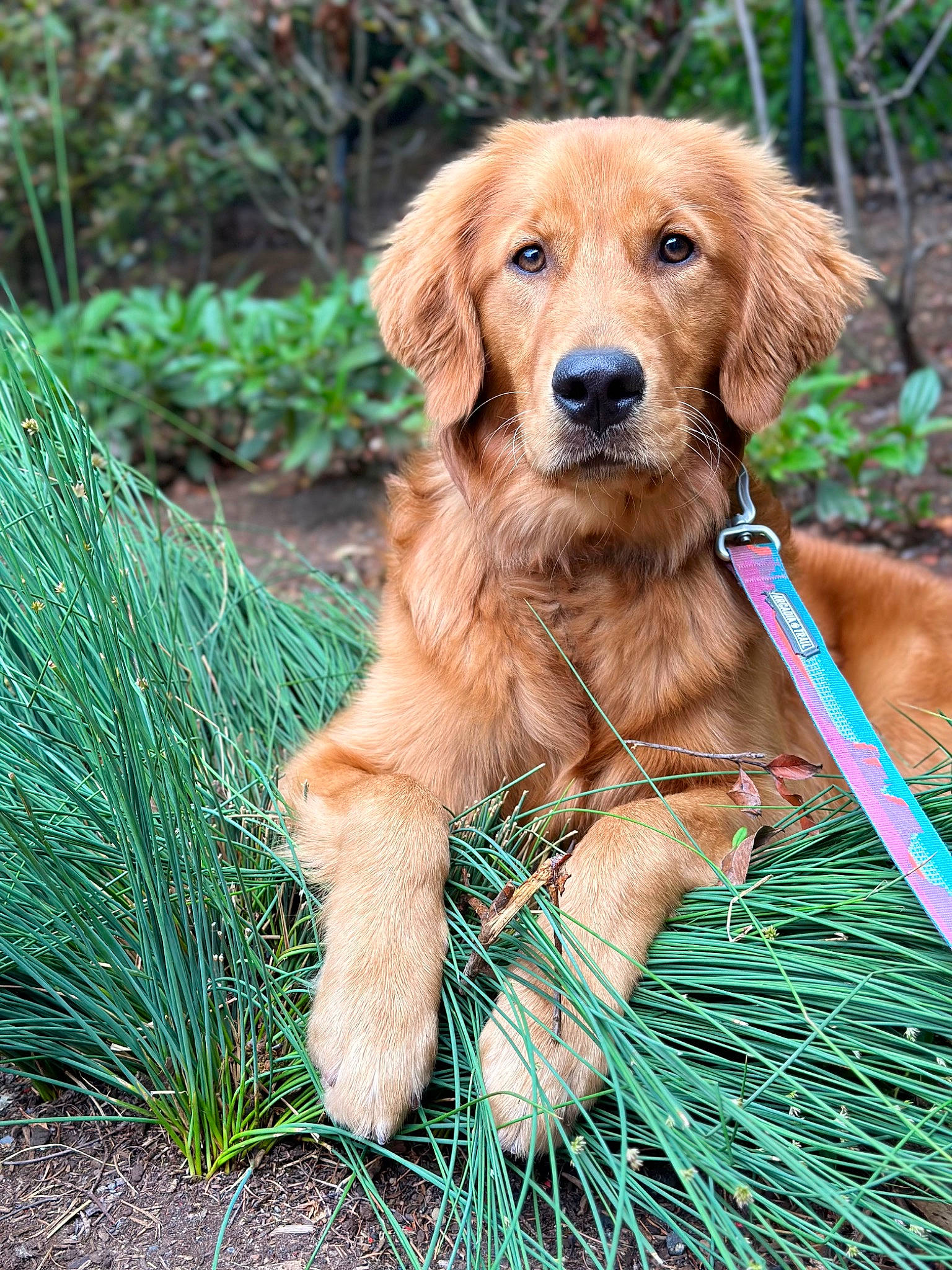 Josephine joined the competition — help win amazing prizes! canidae, carnivore, companion_dog, dog, dog_breed, fawn, fur, grass, gun_dog, hunting_dog, liver, plant, retriever, snout, sporting_group, tail, terrestrial_animal, tree, wildlife, wood