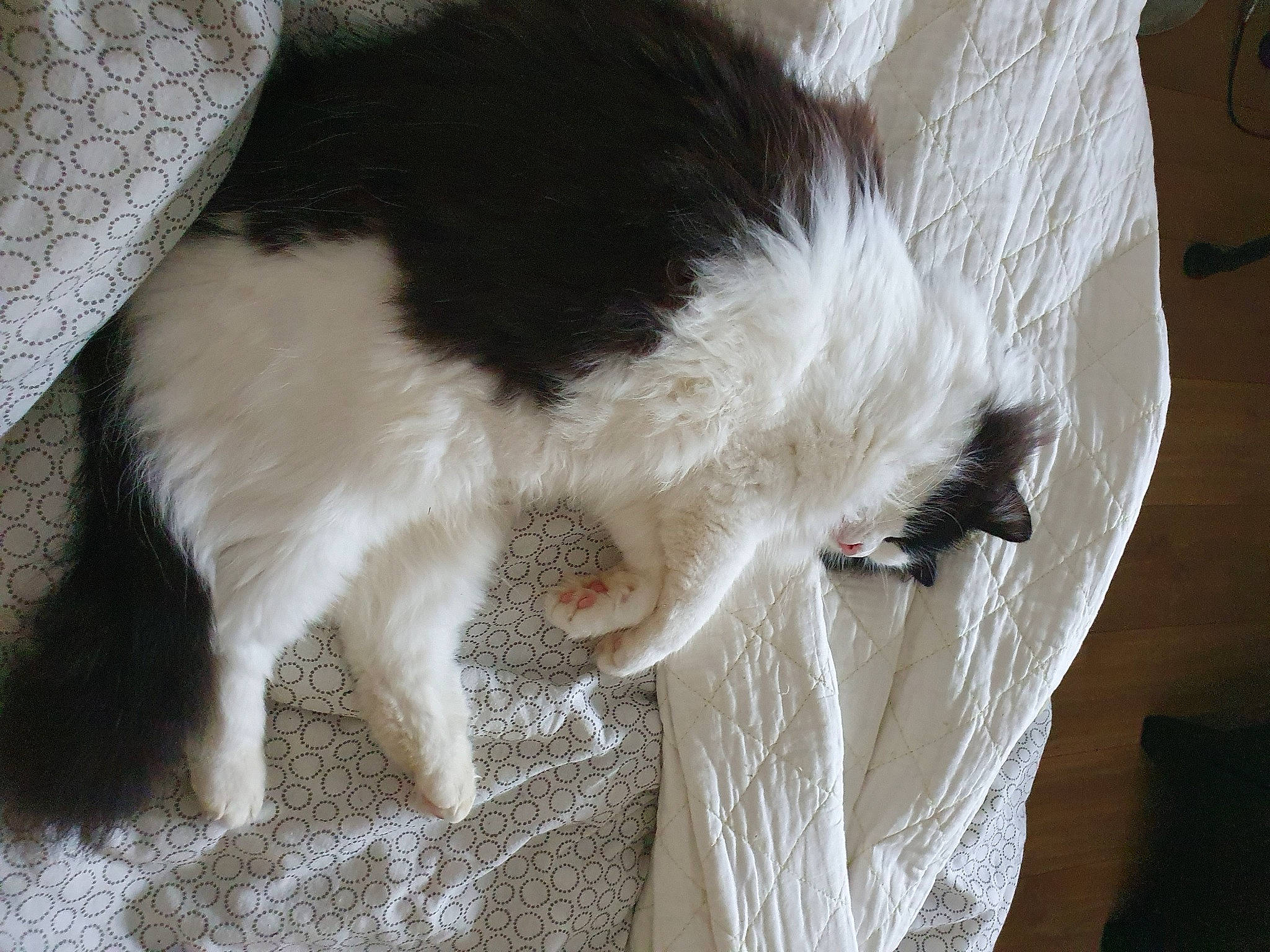 Angelo a rejoint le concours — aidez-le/la à gagner de superbes lots ! canidae, carnivore, claw, collar, companion_dog, dog_breed, fashion_accessory, felidae, foot, fur, human_leg, paw, small_to_medium_sized_cats, snout, sporting_group, tail, terrestrial_animal, whiskers, wool, working_animal