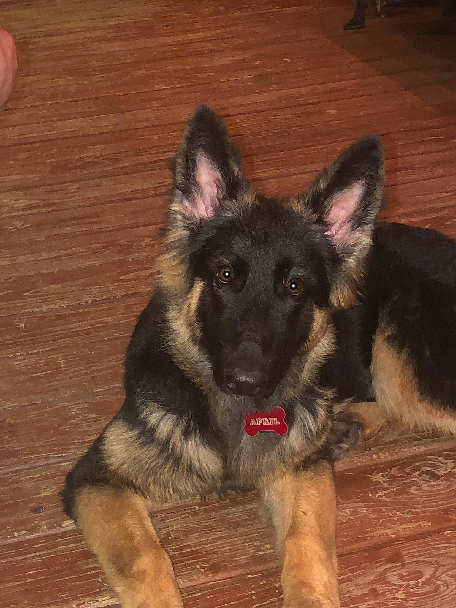 April is registered to the contest to win money with this photo: canidae, carnivore, companion_dog, dog, dog_breed, dog_supply, east_european_shepherd, fawn, flooring, fur, german_shepherd_dog, hardwood, herding_dog, snout, sporting_group, varnish, wood, wood_stain, working_animal, working_dog