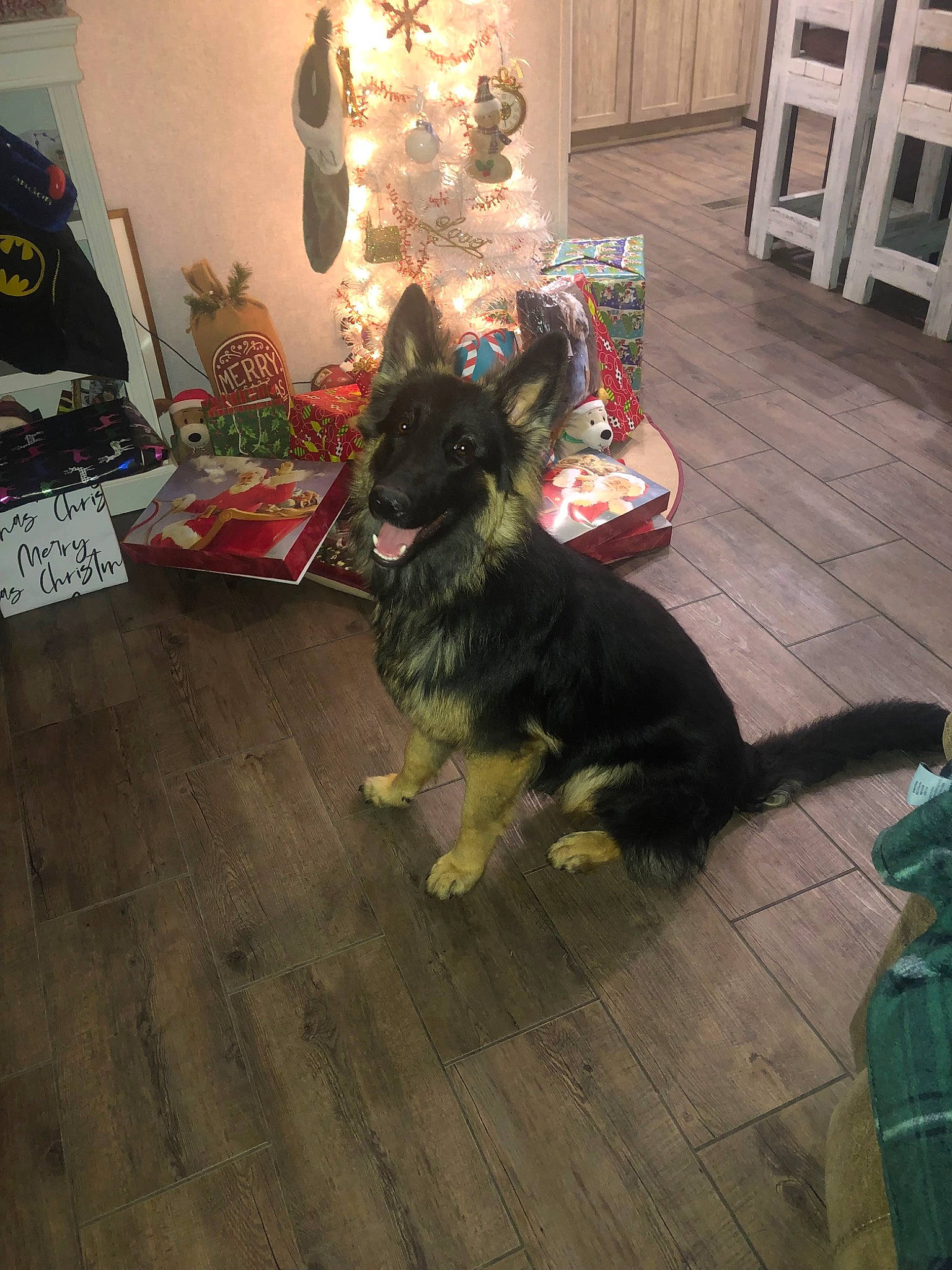 April joined the competition — help win amazing prizes! carnivore, christmas_tree, companion_dog, dog, dog_breed, event, felidae, floor, flooring, fur, hardwood, home, laminate_flooring, living_room, plant, tail, tints_and_shades, tree, wood, wood_flooring