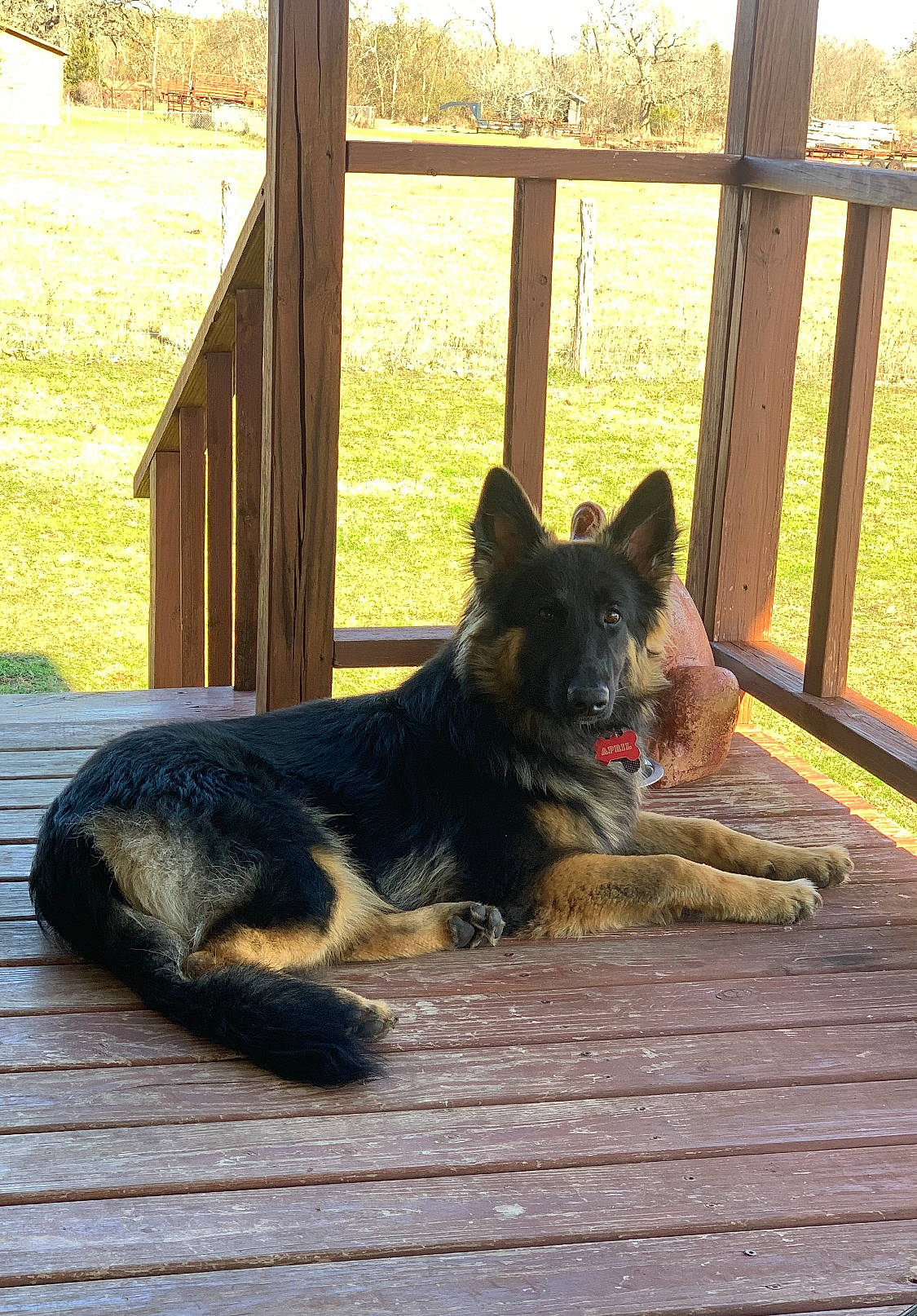 April joined the competition — help win amazing prizes! canidae, carnivore, companion_dog, dog, dog_breed, fawn, german_shepherd_dog, grass, hardwood, herding_dog, house, king_shepherd, old_german_shepherd_dog, plant, snout, sporting_group, tail, tree, window, wood