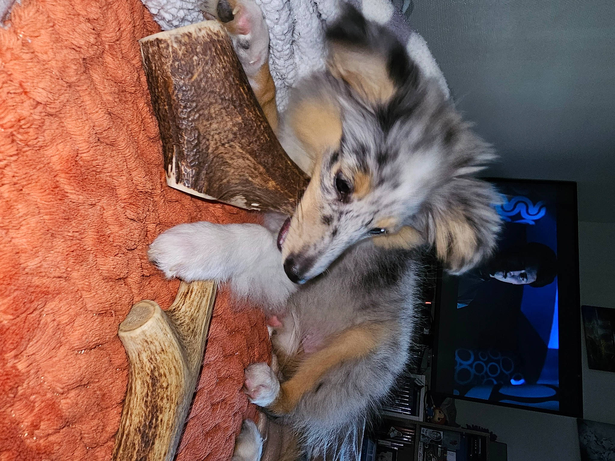 üma participe au concours pour gagner de l'argent avec cette photo : canidae, carnivore, claw, companion_dog, computer_monitor, display_device, dog, dog_breed, felidae, fur, led_backlit_lcd_display, paw, peripheral, snout, sporting_group, tail, terrestrial_animal, whiskers, wildlife, wood