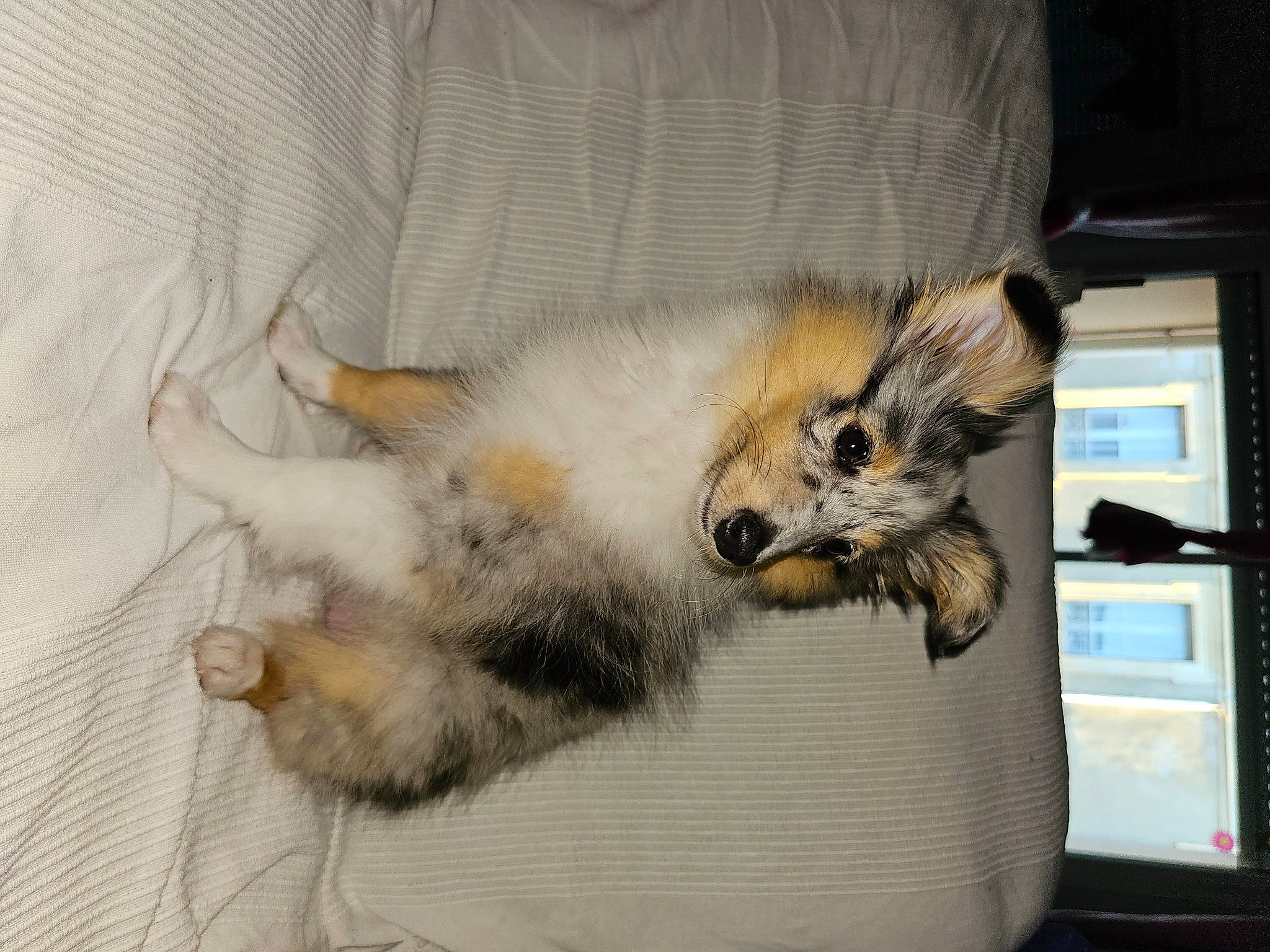 üma participe au concours pour gagner de l'argent avec cette photo : canidae, carnivore, claw, comfort, companion_dog, computer_keyboard, computer_monitor, dog_breed, fawn, felidae, fur, paw, small_to_medium_sized_cats, sporting_group, tail, terrestrial_animal, whiskers